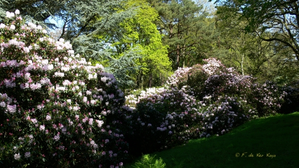 Bois des Moutiers (194) Mai 2012